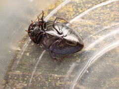 Agabinae