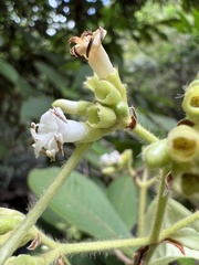 Ixoroideae