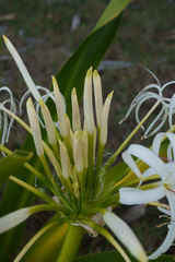 Crinum pedunculatum