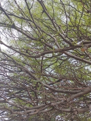 Prosopis flexuosa