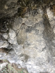 Leiobunum limbatum