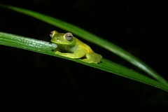 Hyloscirtus phyllognathus