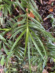 Freycinetia