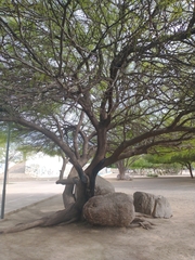 Prosopis flexuosa
