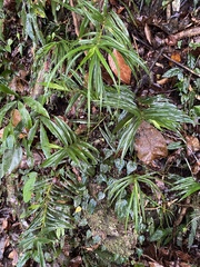 Freycinetia