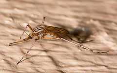 Aedes vittiger