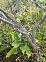 Bonatea speciosa