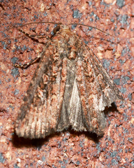 Hypoperigea tonsa