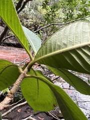 Ixoroideae