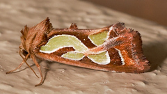 Cosmodes elegans