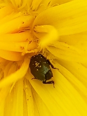 Brassicogethes aeneus