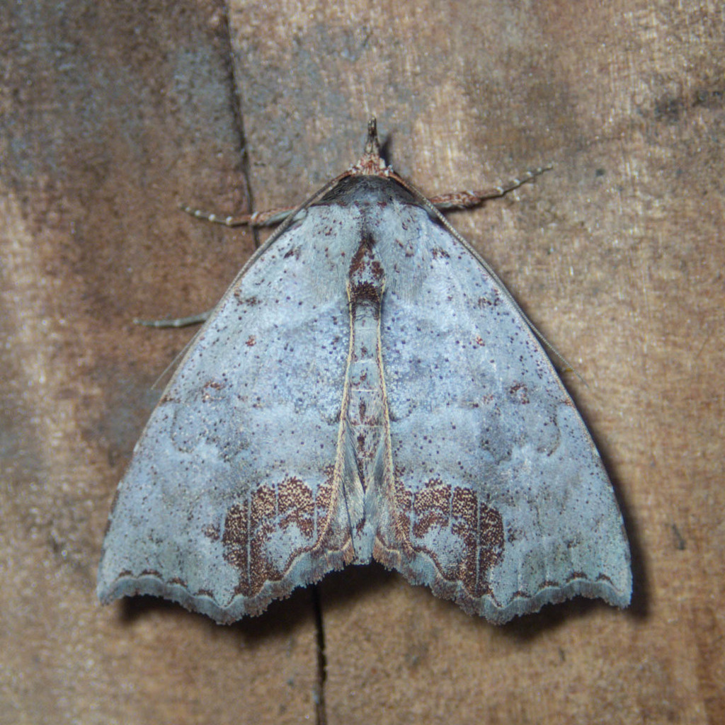 Hyperlopha discontenta