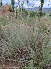 Themeda triandra