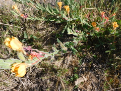 Oenothera mollissima