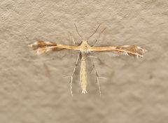 Stangeia xerodes