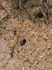 Tomopterna delalandii