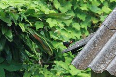 Phoenicurus leucocephalus