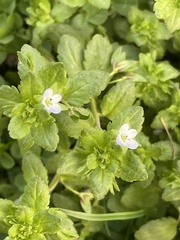 Veronica agrestis