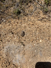 Tomopterna delalandii