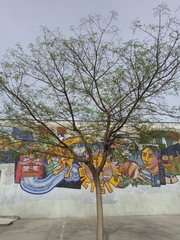 Robinia pseudoacacia