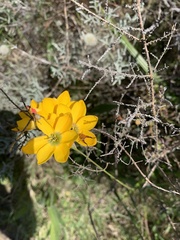 Ixia dubia
