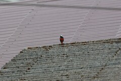 Phoenicurus leucocephalus