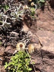 Helichrysum herbaceum