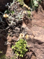 Helichrysum herbaceum
