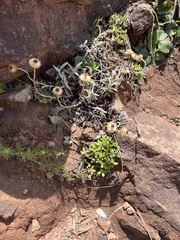 Helichrysum herbaceum