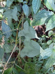 Persicaria biconvexa