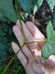 Persicaria biconvexa