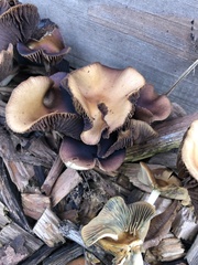 Psilocybe cyanescens