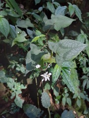 Persicaria biconvexa