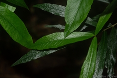 Atractocarpus chartaceus