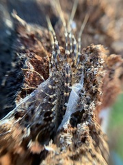 Allothereua maculata