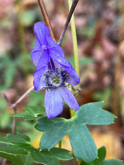 Aconitum uncinatum