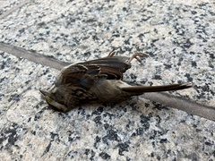 Zonotrichia albicollis