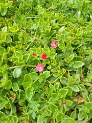 Mesembryanthemum cordifolium