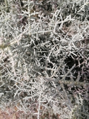 Seriphium plumosum