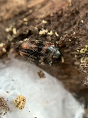 Trogoderma angustum