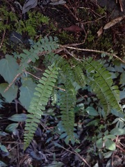 Polystichum hancockii