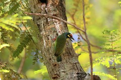 Psilopogon haemacephalus