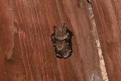 Megaderma spasma