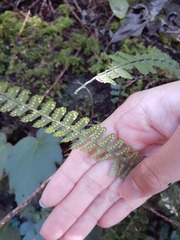 Polystichum hancockii