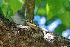 Tamiops mcclellandii