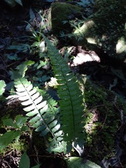 Polystichum hancockii