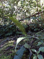 Polystichum hancockii