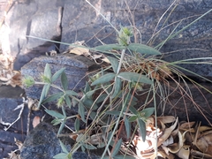 Blepharis integrifolia