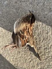 Zonotrichia albicollis