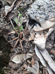 Schizocosa malitiosa